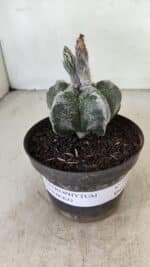 ASTROPHYTUM cv KIKKO Nº 1061 – vaso 11 - Imagem 2