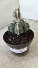 ASTROPHYTUM cv KIKKO Nº 1061 – vaso 11 - Imagem 9