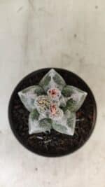 ASTROPHYTUM cv KIKKO Nº 1061 – vaso 11 - Imagem 8