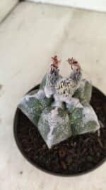 ASTROPHYTUM cv KIKKO Nº 1061 – vaso 11 - Imagem 6