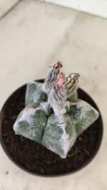 ASTROPHYTUM cv KIKKO Nº 1061 – vaso 11 - Imagem 3