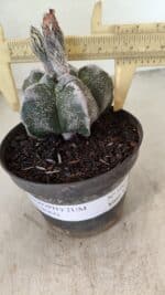 ASTROPHYTUM cv KIKKO Nº 1061 – vaso 11 - Imagem 4