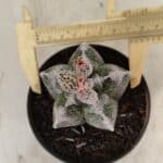 ASTROPHYTUM cv KIKKO Nº 1061 – vaso 11