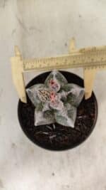 ASTROPHYTUM cv KIKKO Nº 1061 – vaso 11