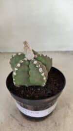 ASTROPHYTUM cv KIKKO Nº 1062 – vaso 11 - Imagem 2