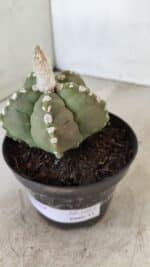ASTROPHYTUM cv KIKKO Nº 1062 – vaso 11 - Imagem 10