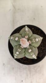 ASTROPHYTUM cv KIKKO Nº 1062 – vaso 11 - Imagem 3