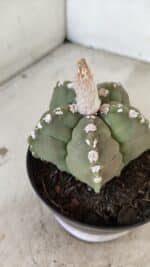 ASTROPHYTUM cv KIKKO Nº 1062 – vaso 11 - Imagem 9