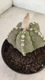 ASTROPHYTUM cv KIKKO Nº 1062 – vaso 11 - Imagem 8