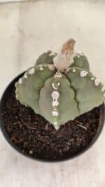 ASTROPHYTUM cv KIKKO Nº 1062 – vaso 11 - Imagem 7