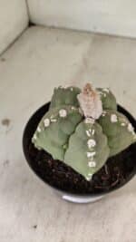 ASTROPHYTUM cv KIKKO Nº 1062 – vaso 11 - Imagem 6