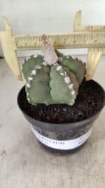 ASTROPHYTUM cv KIKKO Nº 1062 – vaso 11 - Imagem 5