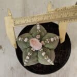 ASTROPHYTUM cv KIKKO Nº 1062 – vaso 11