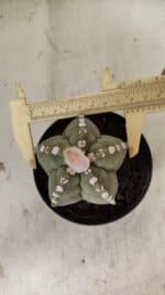 ASTROPHYTUM cv KIKKO Nº 1062 – vaso 11