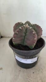 MATRIZ ASTROPHYTUM cv KIKKO Nº 973 – vaso 15 - Imagem 2