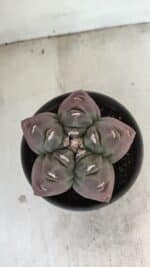 MATRIZ ASTROPHYTUM cv KIKKO Nº 973 – vaso 15 - Imagem 3