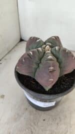 MATRIZ ASTROPHYTUM cv KIKKO Nº 973 – vaso 15 - Imagem 9