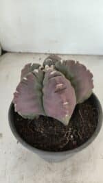 MATRIZ ASTROPHYTUM cv KIKKO Nº 973 – vaso 15 - Imagem 7