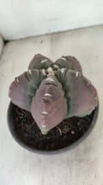 MATRIZ ASTROPHYTUM cv KIKKO Nº 973 – vaso 15 - Imagem 6