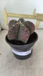 MATRIZ ASTROPHYTUM cv KIKKO Nº 973 – vaso 15 - Imagem 4