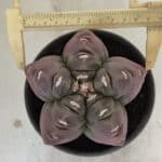 MATRIZ ASTROPHYTUM cv KIKKO Nº 973 – vaso 15