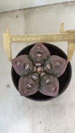 MATRIZ ASTROPHYTUM cv KIKKO Nº 973 – vaso 15