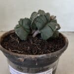 MATRIZ ASTROPHYTUM cv KIKKO "Bicéfalo 4 e 5 Quinas"  Nº 1060 – vaso 15