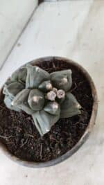 MATRIZ ASTROPHYTUM cv KIKKO "Bicéfalo 4 e 5 Quinas"  Nº 1060 – vaso 15 - Imagem 7