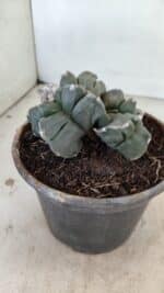 MATRIZ ASTROPHYTUM cv KIKKO "Bicéfalo 4 e 5 Quinas"  Nº 1060 – vaso 15 - Imagem 8