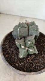 MATRIZ ASTROPHYTUM cv KIKKO "Bicéfalo 4 e 5 Quinas"  Nº 1060 – vaso 15 - Imagem 3