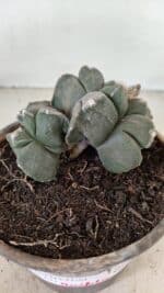 MATRIZ ASTROPHYTUM cv KIKKO "Bicéfalo 4 e 5 Quinas"  Nº 1060 – vaso 15 - Imagem 6