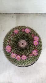 CACTOS Mammillaria Nº 85 – vaso 17 - Imagem 3