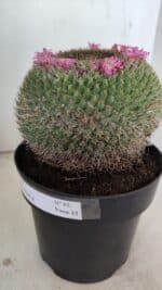 CACTOS Mammillaria Nº 85 – vaso 17 - Imagem 8