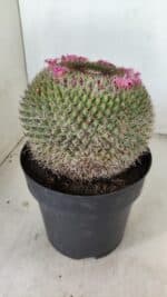 CACTOS Mammillaria Nº 85 – vaso 17 - Imagem 5