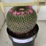 CACTOS Mammillaria Nº 85 – vaso 17