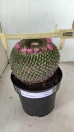 CACTOS Mammillaria Nº 85 – vaso 17