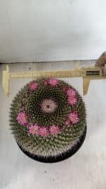 CACTOS Mammillaria Nº 85 – vaso 17 - Imagem 4