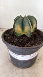 ASTROPHYTUM MYRIOSTIGMA "Variegata" Nº 1040 – vaso 15 - Imagem 2