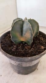 ASTROPHYTUM MYRIOSTIGMA "Variegata" Nº 1040 – vaso 15 - Imagem 9