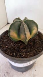 ASTROPHYTUM MYRIOSTIGMA "Variegata" Nº 1040 – vaso 15 - Imagem 5