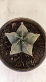 ASTROPHYTUM MYRIOSTIGMA "Variegata" Nº 1040 – vaso 15 - Imagem 4