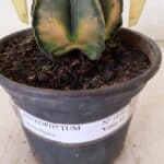 ASTROPHYTUM MYRIOSTIGMA "Variegata" Nº 1040 – vaso 15