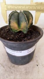 ASTROPHYTUM MYRIOSTIGMA "Variegata" Nº 1040 – vaso 15