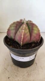 ASTROPHYTUM MYRIOSTIGMA  Nº 1055 – vaso 15 - Imagem 2