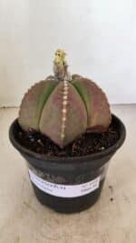 ASTROPHYTUM MYRIOSTIGMA  Nº 1058 – vaso 15 - Imagem 2