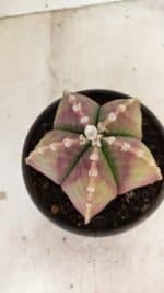 ASTROPHYTUM MYRIOSTIGMA  Nº 1055 – vaso 15 - Imagem 9