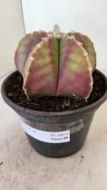 ASTROPHYTUM MYRIOSTIGMA  Nº 1055 – vaso 15 - Imagem 8