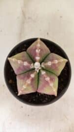 ASTROPHYTUM MYRIOSTIGMA  Nº 1055 – vaso 15 - Imagem 3