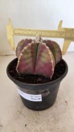 ASTROPHYTUM MYRIOSTIGMA  Nº 1055 – vaso 15 - Imagem 4