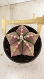 ASTROPHYTUM MYRIOSTIGMA  Nº 1055 – vaso 15